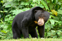 Helarctos malayanus malayanus