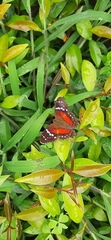 Anartia amathea