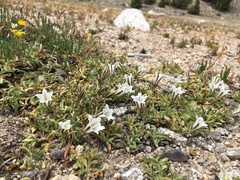 Gentiana newberryi tiogana