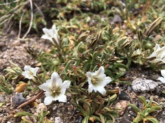 Gentiana newberryi tiogana