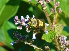 Centris flavofasciata
