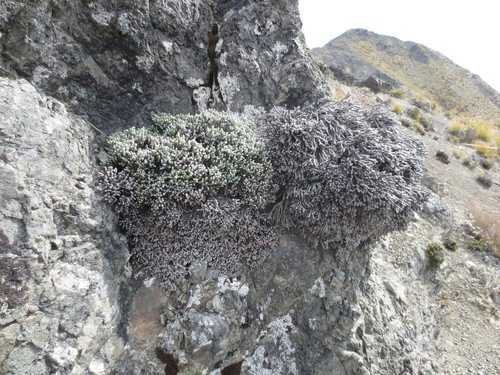 Ozothamnus coralloides, photograph 6