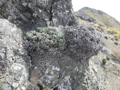 Helichrysum coralloides