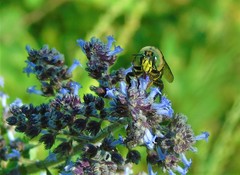 Centris flavofasciata