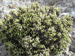 Veronica quadrifaria