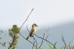 Empidonax albigularis
