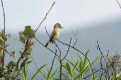 Empidonax albigularis