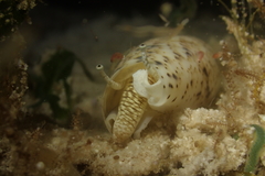 Terebellum terebellum