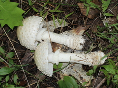 Amanita chrysoblema