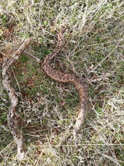 Vipera latastei