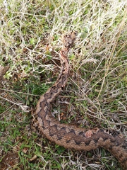 Vipera latastei