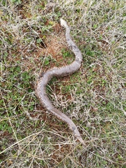 Vipera latastei