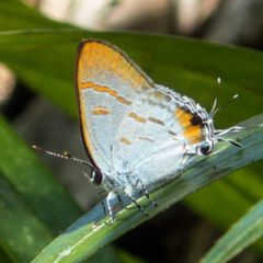 Hypolycaena thecloides