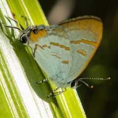 Hypolycaena thecloides