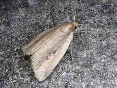 Archanara resoluta