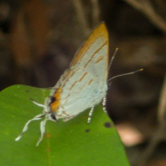Hypolycaena thecloides