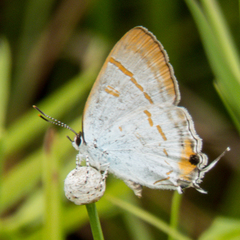 Hypolycaena thecloides