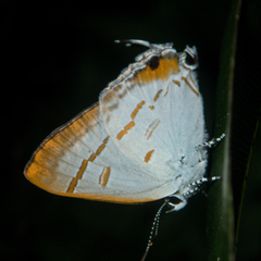 Hypolycaena thecloides