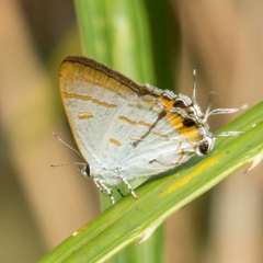 Hypolycaena thecloides
