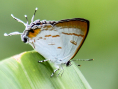 Hypolycaena thecloides