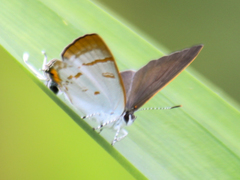 Hypolycaena thecloides