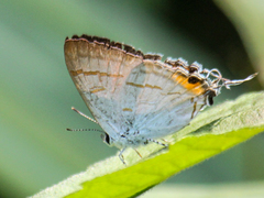 Hypolycaena thecloides