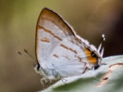 Hypolycaena thecloides