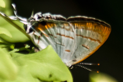 Hypolycaena thecloides