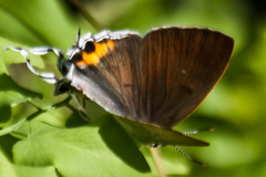 Hypolycaena thecloides