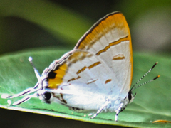 Hypolycaena thecloides