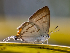Hypolycaena thecloides