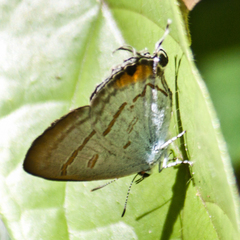 Hypolycaena thecloides