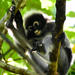 Trachypithecus obscurus flavicauda - Photo (c) pfaucher, some rights reserved (CC BY-NC), uploaded by pfaucher