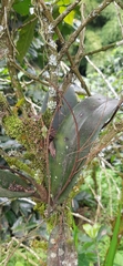 Comparettia falcata