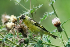 Chloris spinoides