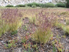 Deschampsia