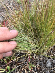 Deschampsia