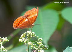 Cirrochroa thais