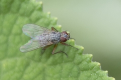 Diptera