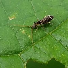 Pogonognathellus elongatus