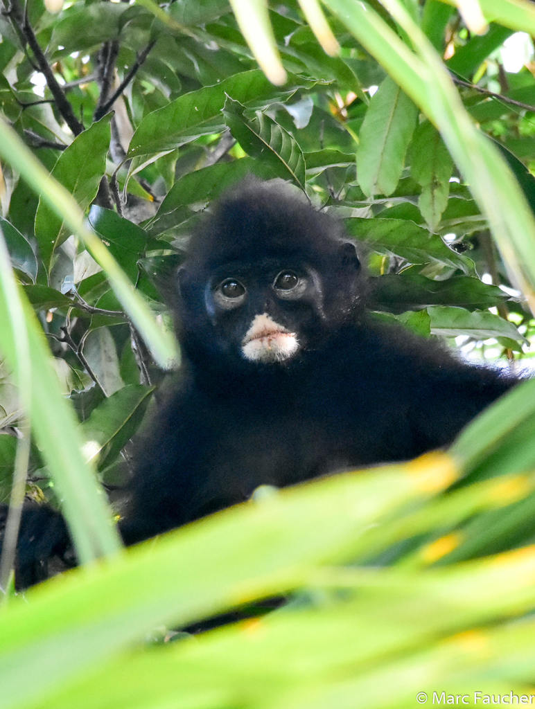 Robinson's Banded Langur