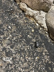 Cryptoglossa variolosa