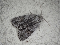 Acronicta isocuspis
