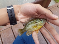 Lepomis gibbosus × cyanellus