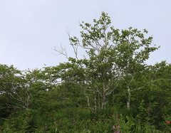 Betula lanata