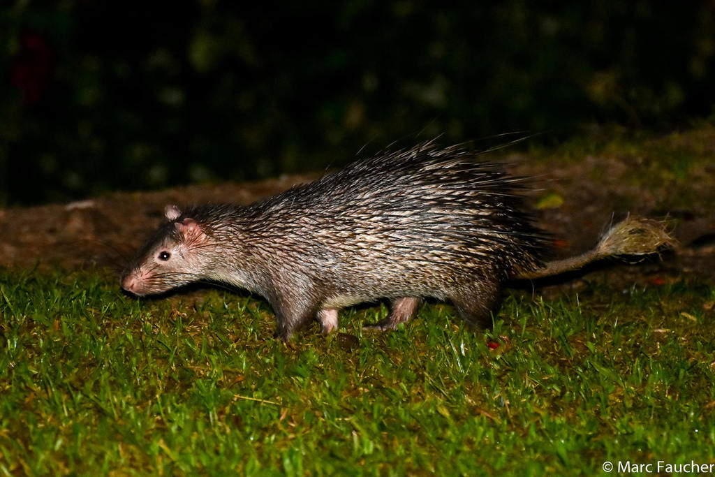 Asiatic Brush-Tailed Porcupine