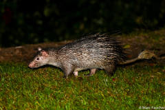 Asiatic Brush-Tailed Porcupine photo 1