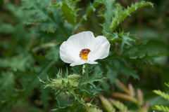 Argemone albiflora texana