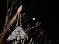 Eriodonta amagisana