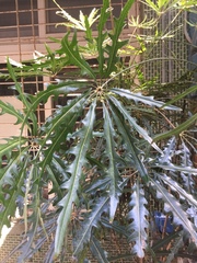 Plerandra elegantissima
